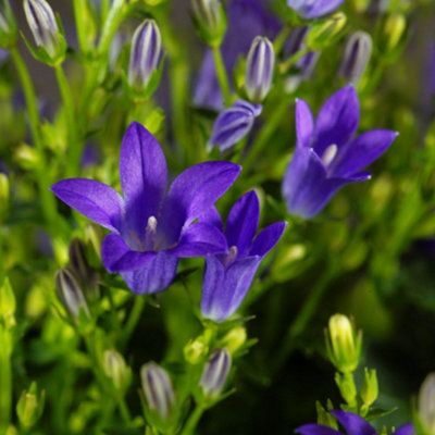 B&Q -  Campanula Portenschlagiana 1 Litre Potted Plant X 1