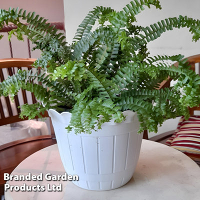 Thompson & Morgan Fern Dryopteris Filix-Mas Cristata 9Cm Pot X 1 from B&Q