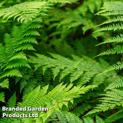 Thompson & Morgan Fern Polypodium Vulgare 9Cm Potted Plant X 1 from B&Q