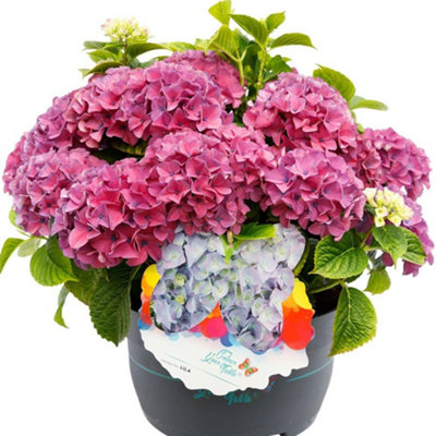 B&Q -  Hydrangea Tabletop 5 Litre Potted Plant X 1