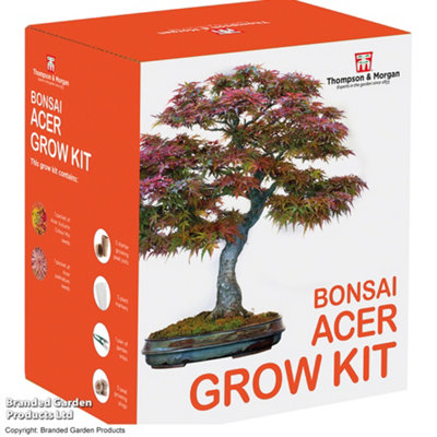 Thompson & Morgan Bonsai Acer Growing KitGift Seed Grow Kit Acer from B&Q