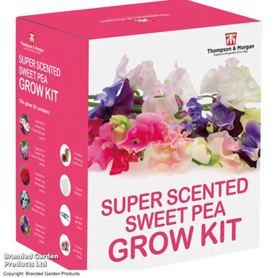 B&Q -  Super Scented Sweet Pea Growing Kit