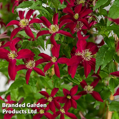 Thompson & Morgan Thompson And Morgan Clematis Glorious Red Zo23015 Plant Pot 7Cm - Image 4