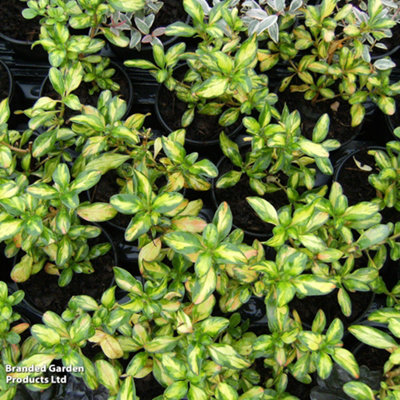 B&Q -  Coprosma Repens Evening Glow 9Cm Potted Plant X 1