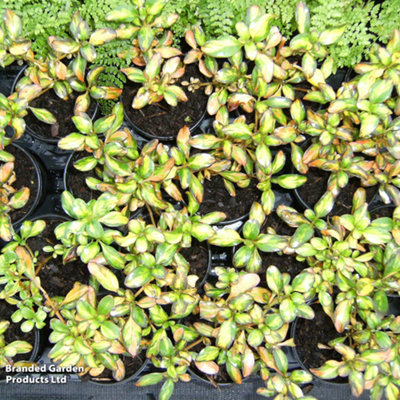 B&Q -  Coprosma Repens Lemon & Lime 9Cm Potted Plant X 1