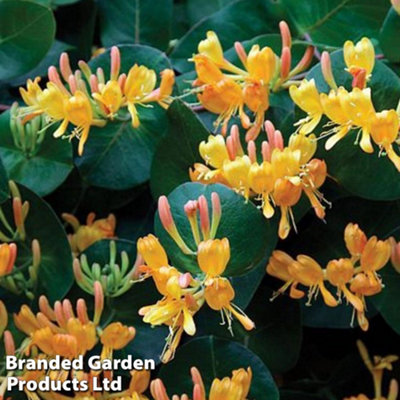 Thompson & Morgan Orange Fragrant Honeysuckle - Lonicera X Tellmanniana Potted Plant X 1 9Cm