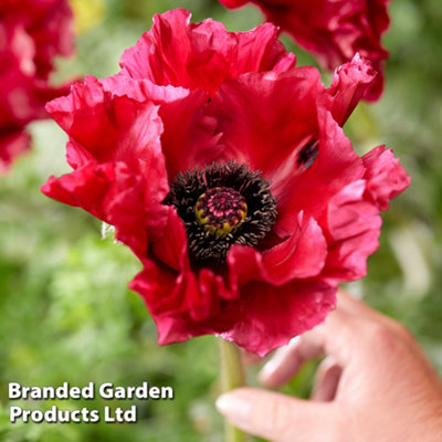 Thompson & Morgan Poppy Papaver Red Rumble 9Cm Pot X 1 from B&Q