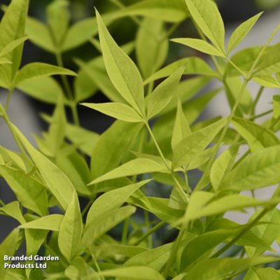 B&Q -  Nandina Domestica Magical Lemon And Lime 9Cm Pot X 1