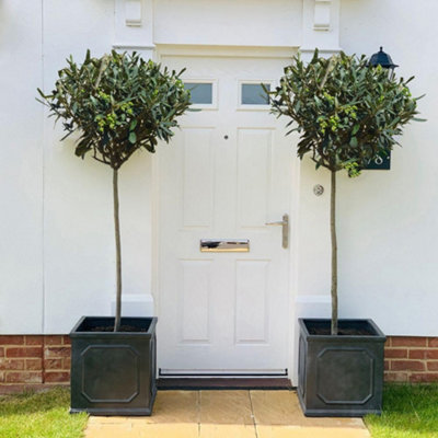 Thompson & Morgan Olea (Olive) Europaea Std 80/90Cm Stem 18Cm Potted Plant X 1 from B&Q