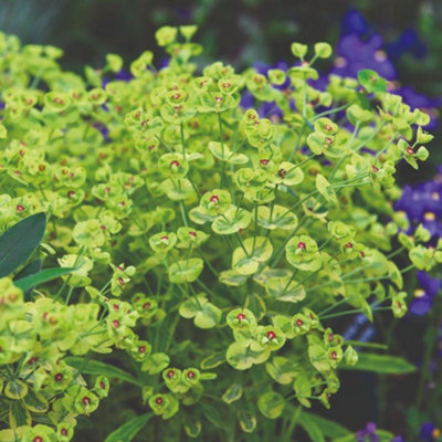 B&Q -  Euphorbia X Martini Martini Ascot Rainbow 9Cm Potted PlantPack Of 1Hardy PerennialDrought Tolerant