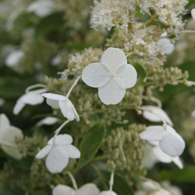 Thompson & Morgan Hydrangea Paniculata Kyushu 9Cm Potted Plant X 3 from B&Q