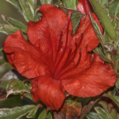 B&Q -  Azalea Japonica Hotshot Variegata 9Cm Potted PlantPack Of 1Hardy PerennialEvergreen