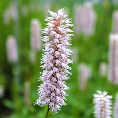 Thompson & Morgan Persicaria Amphibia 9Cm Potted Plant X 1 from B&Q