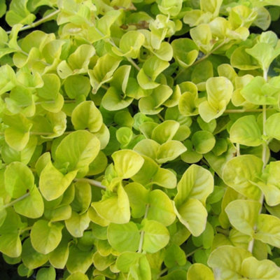Thompson & Morgan Golden Creeping Jenny PlantHardy Perennial For Ponds & Ground CoverYellow Flowers9Cm Pot X1 from B&Q