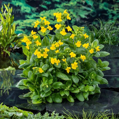 B&Q -  Mimulus Guttatus 9Cm Potted PlantPack Of 1Hardy PerennialOutdoor Garden