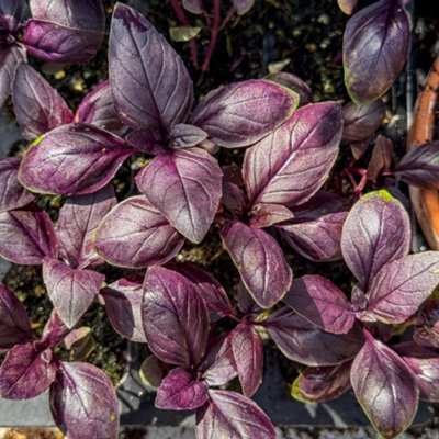 Basil Basilicious Velvet-Spice F1 Half-Hardy Annual 1 Packet X 100Seeds Thompson & Morgan from B&Q