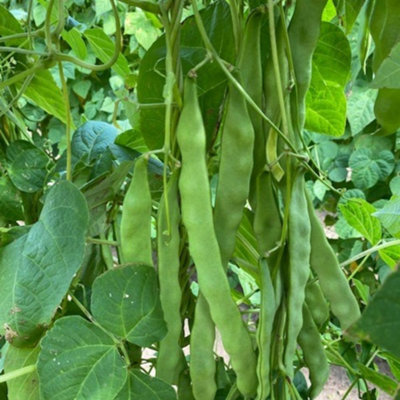 Climbing Bean Hacienda Seeds Phaseolus Vulgaris French Bean 1 Packet X 40 Seeds By Thompson & Morgan from B&Q