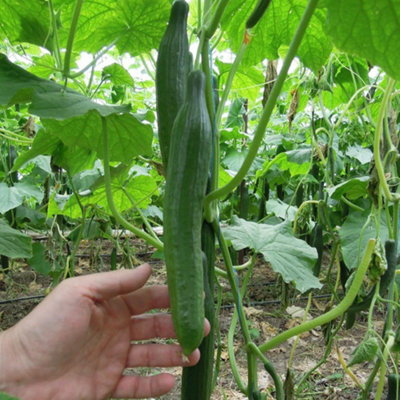 B&Q -  Cucumber Vista F1 Seed PacketParthenocarpic Seedless Long Bitter-Free Fruits High Yield Disease Resistant