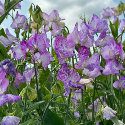 Sweet Pea Streamer Lavender SeedsGiant Ruffled Bicolour Flowers Ideal For Vases And Cottage Gardens 1 Packet Thompson & Morgan from B&Q