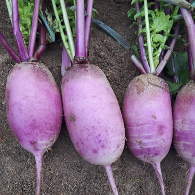 B&Q - Radish Blue Candle Mixed F1 SeedsUnique Purple Roots For Autumn/winter Sowing1 PacketThompson & Morgan