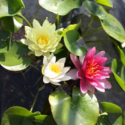 Thompson & Morgan Water Lily Trio Planting Kit With 46Cm Caesar BowlYellow White Red BloomsEasy Pond Planting Set from B&Q