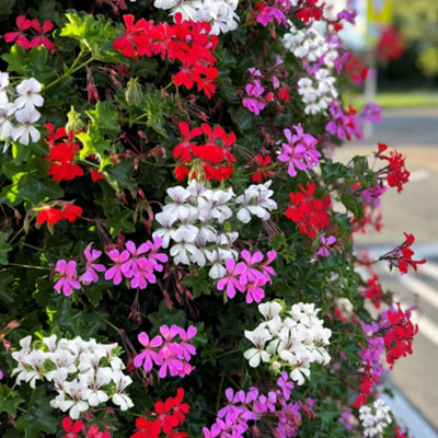 Thompson & Morgan Geranium (Pelargonium) Peltatum Trio 10.5Cm Potted Plant X 3 from B&Q