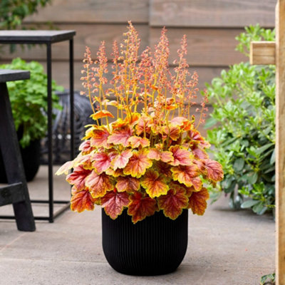 Thompson & Morgan Heuchera Eternal Flame 9Cm Potted Plant X 3 from B&Q