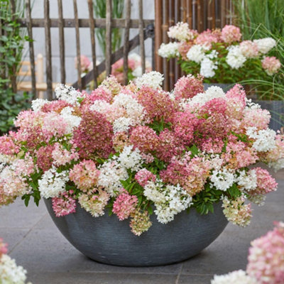 Thompson & Morgan Hydrangea Paniculata Groundbreaker Blush 14Cm Potted Plant X 2 from B&Q