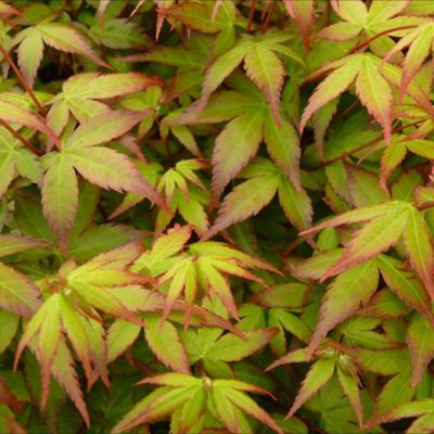 Thompson & Morgan Acer Palmatum Little Princess Japanese Maple 23cm Pot - Image 4