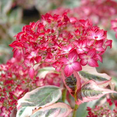 Thompson & Morgan Hydrangea Serrata Euphoria Pink 15Cm Potted Plant X 1 from B&Q