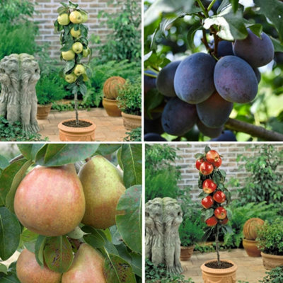 B&Q -  Patio Fruit Tree Collection 9Cm Potted Plant X 4ApplesPear & Plum