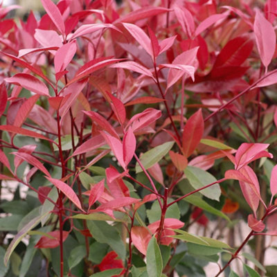 B&Q -  Photinia X Fraseri Red Robin 9Cm Potted Plant X 4