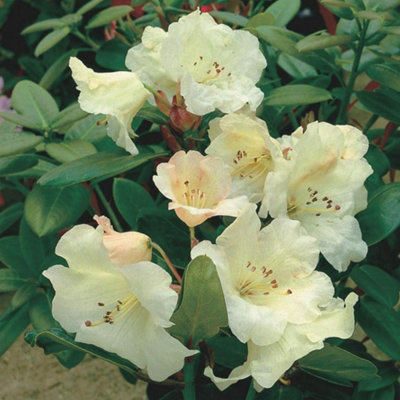 Thompson & Morgan Rhododendron Dwarf Cowslip 3 Litre Potted Plant X 1 from B&Q