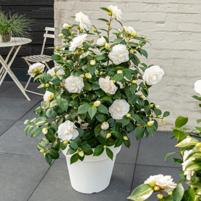 Thompson & Morgan Pink/Green/Light Camellia Japonica Nuccios Gem Potted Plant X 1 15Cm