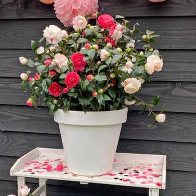Thompson & Morgan White/Pink/Red Camellia Japonica Winter Festival Potted Plant X 1 15Cm
