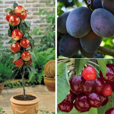 Thompson & Morgan Fruit Patio Tree Trio - Apple, Cherry, Plum - 9cm Pot - Image 4