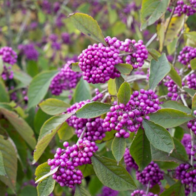 B&Q -  Callicarpa Bodinieri Magical Deep Purple Stunning Dark Purple Berries & Stems Autumn Foliage 1X 9Cm Pot By Thompson And Morgan