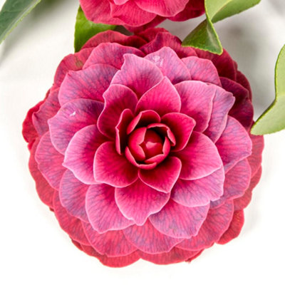 Thompson & Morgan Black Camellia Japonica Lace Potted Plant X 1 15Cm