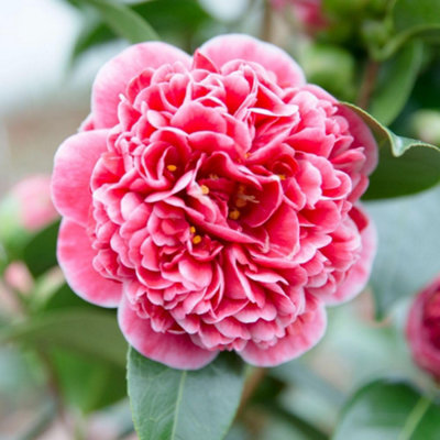 Thompson & Morgan Pink/White Camellia Japonica Volunteer Pot - & Winter Blooms Evergreen Shrub For Garden Borders & Containers Hardy 3L