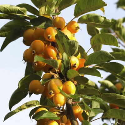 Thompson & Morgan Golden Hornet Crab Apple Tree - 5 Litre Pot - Image 4