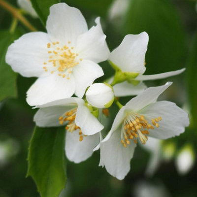 Thompson & Morgan Philadelphus Snowbelle Mock OrangeDouble Scented Hardy Deciduous Shrub 9Cm Pot from B&Q