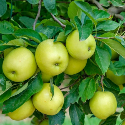 B&Q -  Apple (Malus) Golden Delicious Espalier 5 Litre Potted Plant X 1