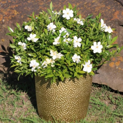 B&Q -  Gardenia Sweetheart Hardy Evergreen Fragrant White Blooms Long Flowering Patio Pots 9Cm