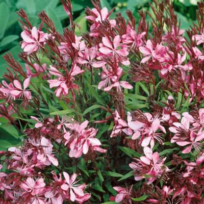 Thompson & Morgan Gaura Lindheimeri Cherry Brandy Red Flowers Long Flowering Drought Tolerant 1L Pot from B&Q