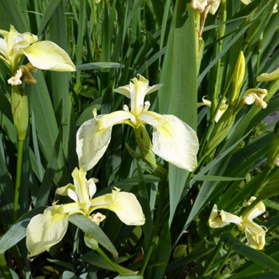 Thompson & Morgan Hardy Yellow Flag Iris Pseudacorus Bastardii - Subtle Creamy-Yellow Blooms Moisture-Loving 1 Litre Pot