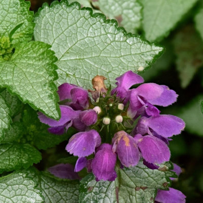Thompson & Morgan Lamium Maculatum Beacon Silver Hardy Perennial With Silver Foliage And Purple Flowers 1X Or 2X 1 Litre Pots By Thompson And Morgan from B&Q