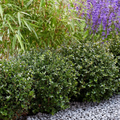 B&Q -  Lonicera Nitida Garden Clouds Copper Glow 9Cm Potted PlantPack Of 3Orange FlowerHardy Perennial