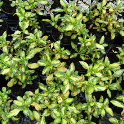 B&Q -  Coprosma Repens Lemon + Lime 9Cm Potted PlantPack Of 3Yellow FlowerEvergreenOutdoor Garden