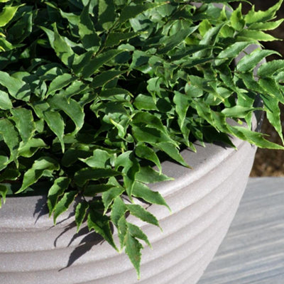 Thompson & Morgan Cyrtomium Fortunei Evergreen Hardy Fern Elegant Shuttlecock Fronds Rhs Award Winner Shade 1X 1L Pot from B&Q