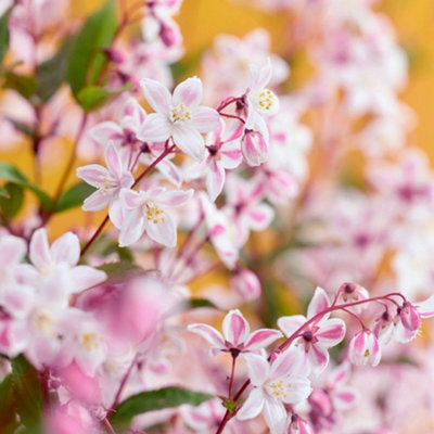 Deutzia X Hybrida Tokyo Delight Pink/white Bicolour Compact Shrub 1 X 9Cm Pot By Thompson & Morgan from B&Q